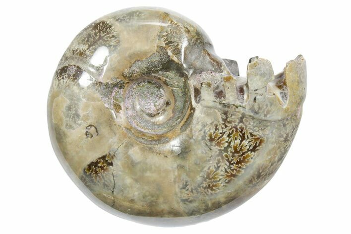 Polished Ammonite (Eotetragonites?) Fossil - Madagascar #349861